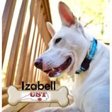 Izabell cute white dog